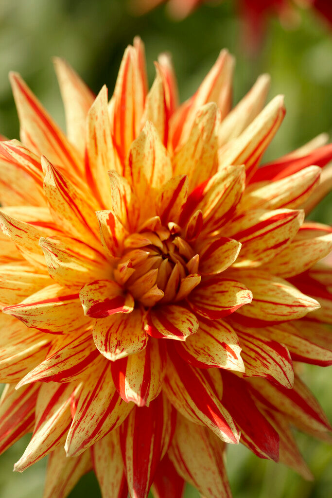 Dahlia Cactus Striped Vulcan 1-pakning NYHET